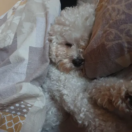 Garni Golf 3* Ascona