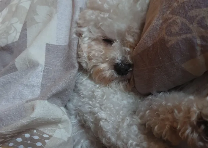 Garni Golf 3* Ascona